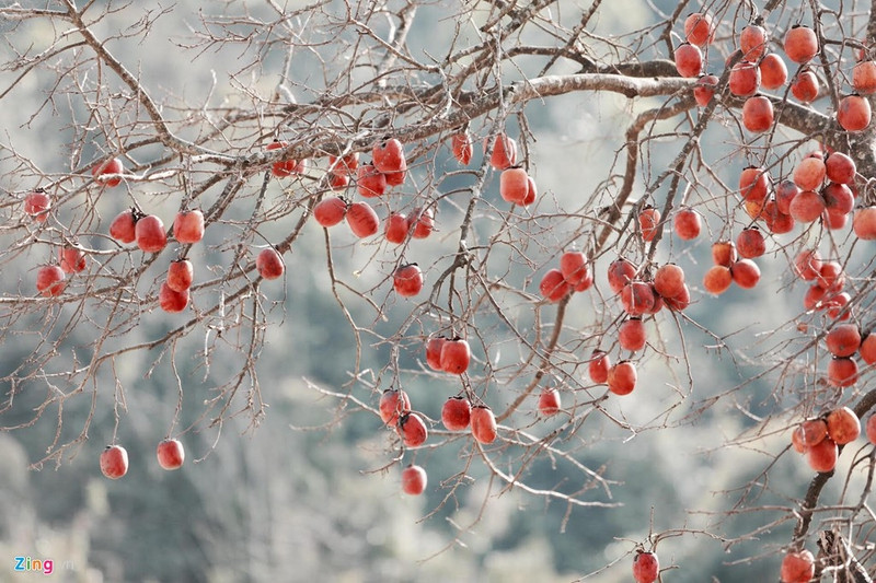 moc chau dep nhu tranh nhung ngay dau xuan