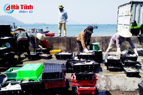 thuyen ve ca lai day khoang