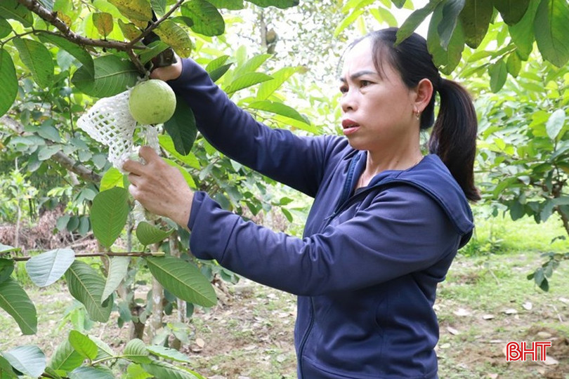 Chị Nhung dùng túi ni lông bọc ổi quả để ngăn ngừa côn trùng hại quả. bqbht_br_img-5669.jpg