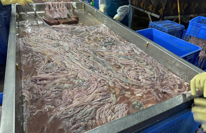 Nhiều đoạn lòng đã chuyển màu. Ảnh: Linh Đan