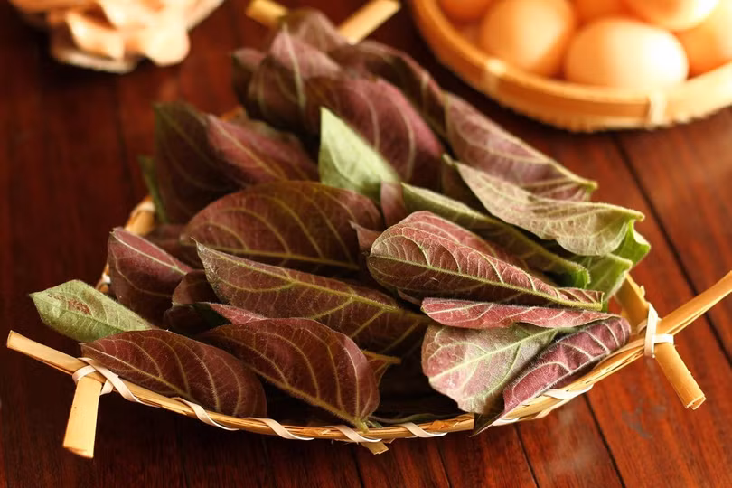 Lá mơ lông có thể được dùng để ăn sống như loại rau gia vị.