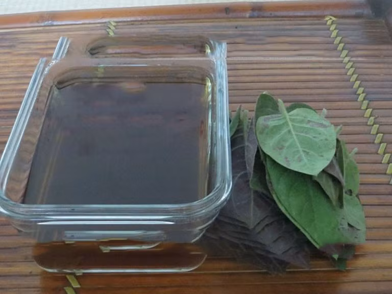 Lá mơ lông có thể kết hợp với các vị thuốc khác và sắc nước uống hỗ trợ chứng đau nhức xương khớp.