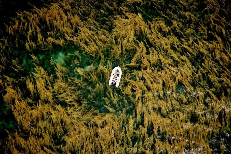 Bức ảnh rong mơ tại vịnh Đầm Tre, Côn Đảo, ấn tượng từ trên cao, tháng 5/2025.