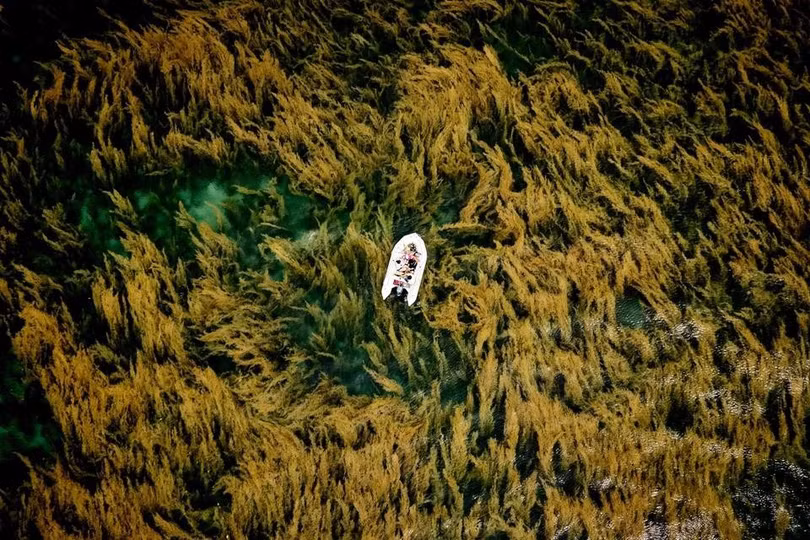 Bức ảnh rong mơ tại vịnh Đầm Tre, Côn Đảo, ấn tượng từ trên cao, tháng 5/2025.