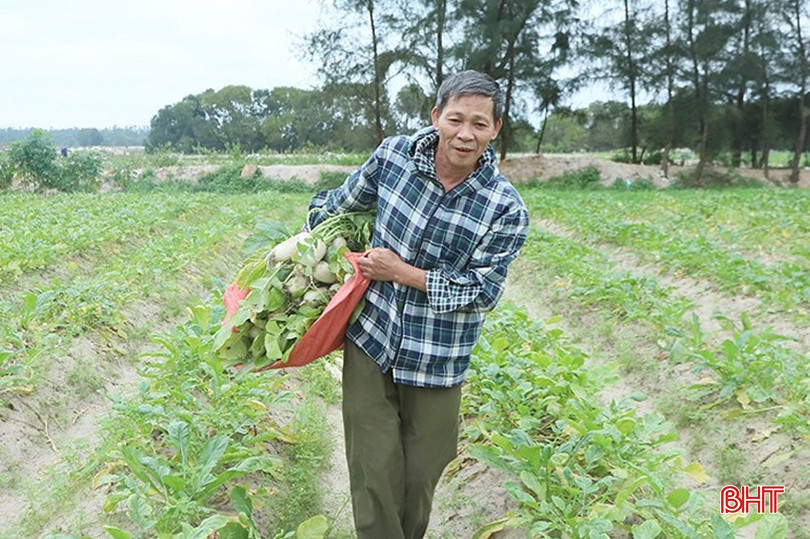 Ông Nguyễn Văn Hướng (thôn Bắc Văn, xã Thạch Văn) trồng hơn 3 sào củ cải đường Nhật Bản. bqbht_br_1.jpg