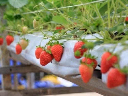 Dâu tây là thực phẩm theo mùa