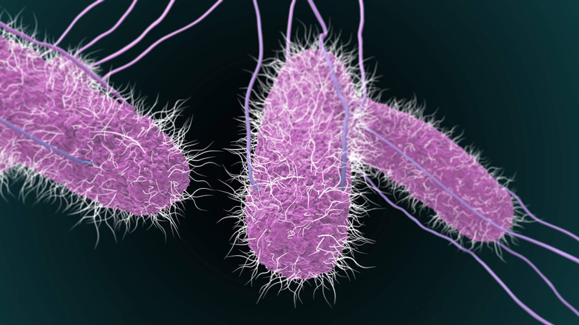 Vi khuẩn Salmonella là tác nhân phổ biến gây ngộ độc thực phẩm.