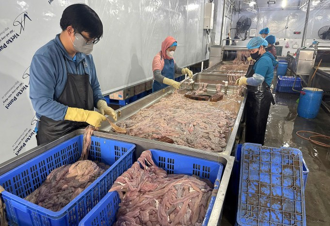 Số lòng bốc mùi phát hiện trong kho lạnh. Ảnh: Linh Đan