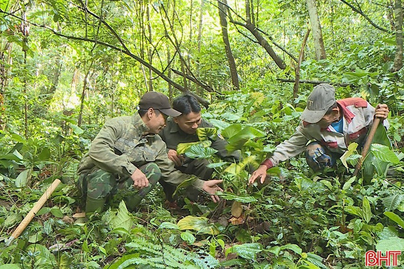 Trồng thiên niên kiện nhằm xây dựng thảm thực vật xanh, chống xói mòn. thien-nien-kien-2-1.jpg