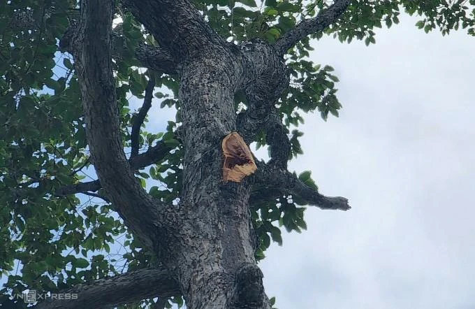 Nhánh cây bị gãy gây ra sự cố. Ảnh: Đình Văn