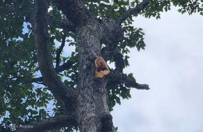 Nhánh cây bị gãy gây ra sự cố. Ảnh: Đình Văn