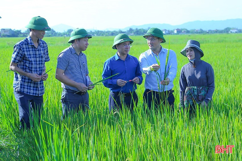 Lãnh đạo Sở Nông nghiệp và Môi trường Hà Tĩnh kiểm tra công tác phòng chống sâu bệnh trên lúa hè thu tại xã Cẩm Bình. bqbht_br_huan-6.jpg