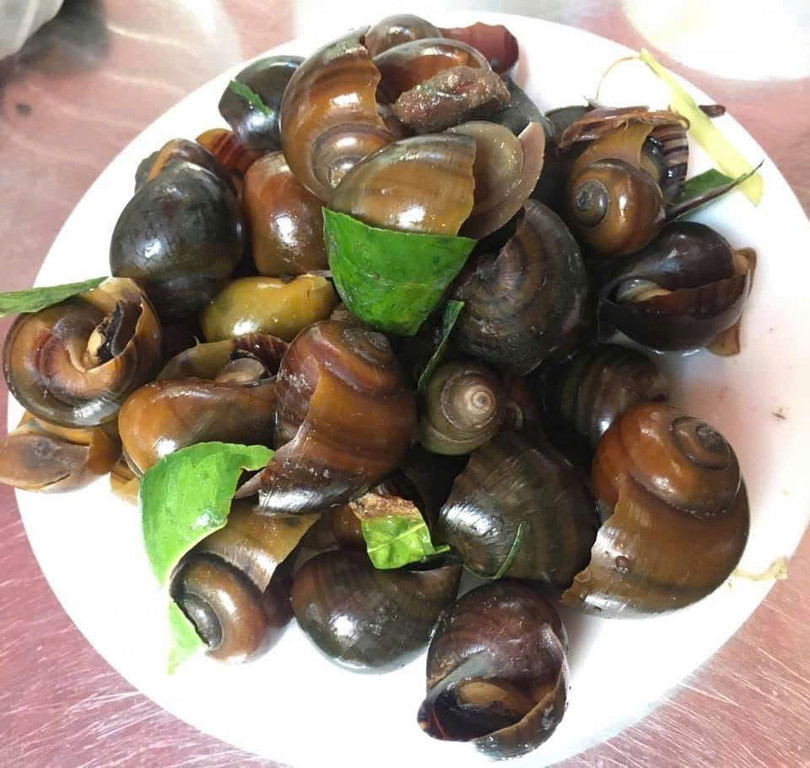 Ưu tiên mua ốc sống tại cửa hàng uy tín.