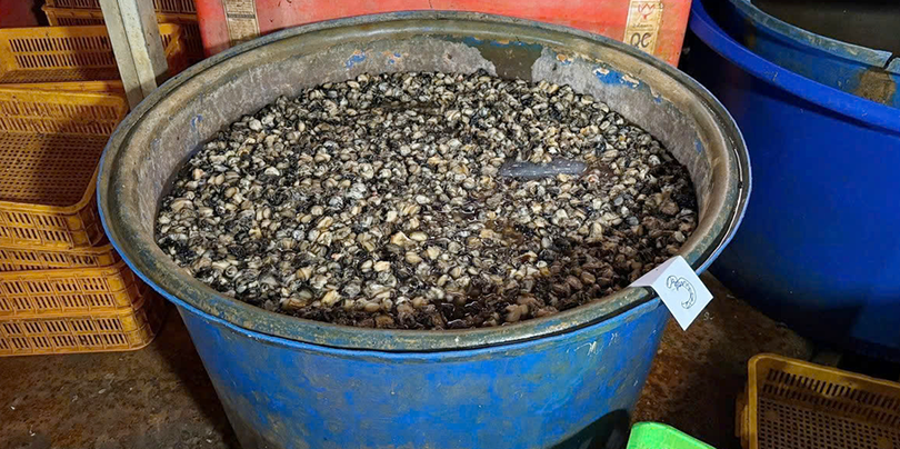 Ốc ngâm hóa chất tại cơ sở ngâm ốc bươu bằng hóa chất công nghiệp natri silicate - còn gọi là thủy tinh lỏng. Ảnh TL