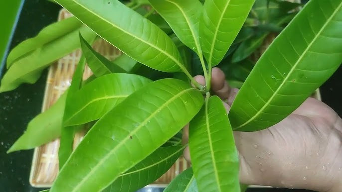 Lá xoài có tác dụng hỗ trợ điều trị chứng tiêu khát.