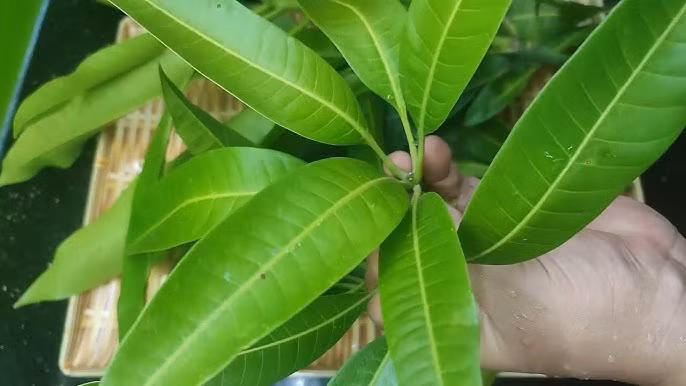 Lá xoài có tác dụng hỗ trợ điều trị chứng tiêu khát.