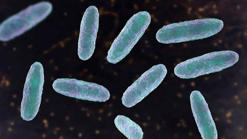 Hình minh họa về vi khuẩn Klebsiella oxytoca. (Ảnh: Getty Images) Hình minh họa về vi khuẩn Klebsiella oxytoca. (Ảnh: Getty Images)