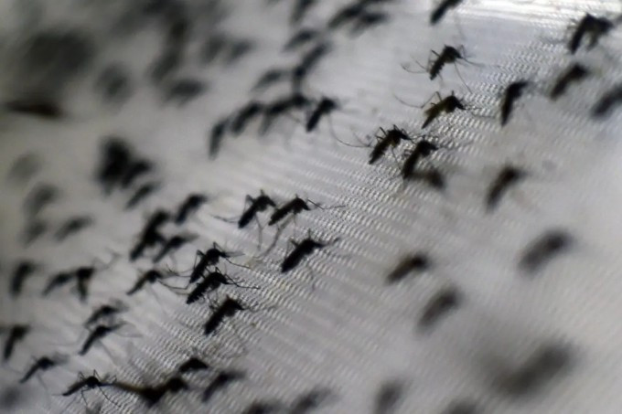 Muỗi Aedes aegypti bị nhiễm vi khuẩn Wolbachia. Ảnh: AFP Muỗi Aedes aegypti bị nhiễm vi khuẩn Wolbachia. Ảnh: AFP