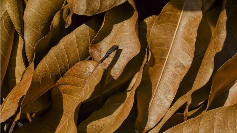 Lá xoài khô kết hợp với lá ổi đun nước uống thay trà hỗ trợ hạ đường huyết.