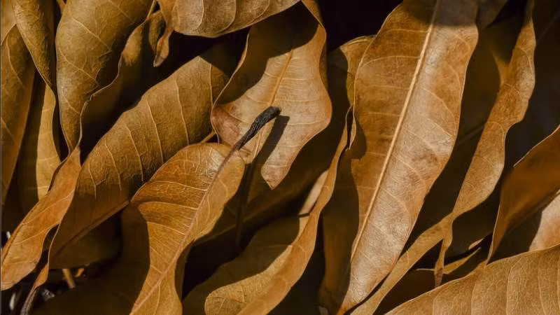 Lá xoài khô kết hợp với lá ổi đun nước uống thay trà hỗ trợ hạ đường huyết.