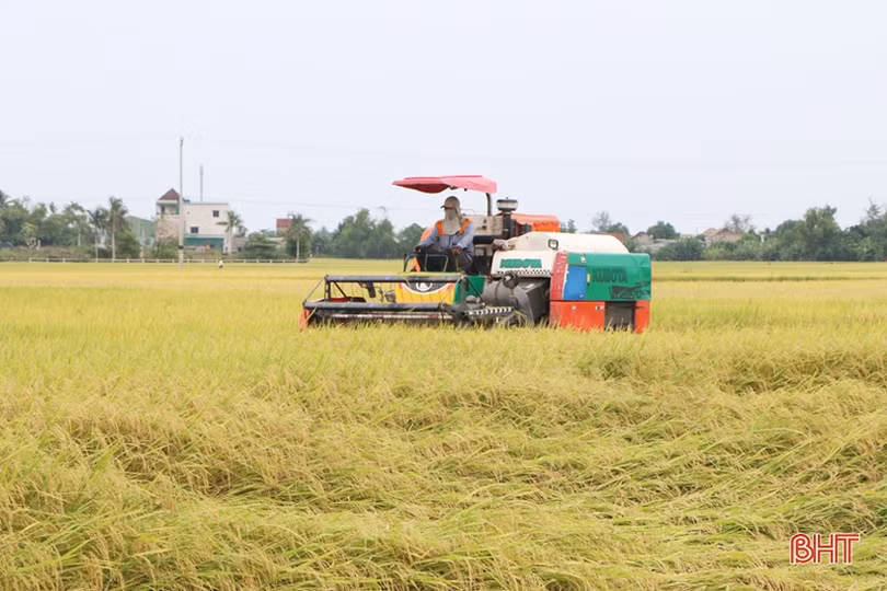 Được mùa lúa hè thu và câu chuyện tiêu thụ nông sản ở Hà Tĩnh