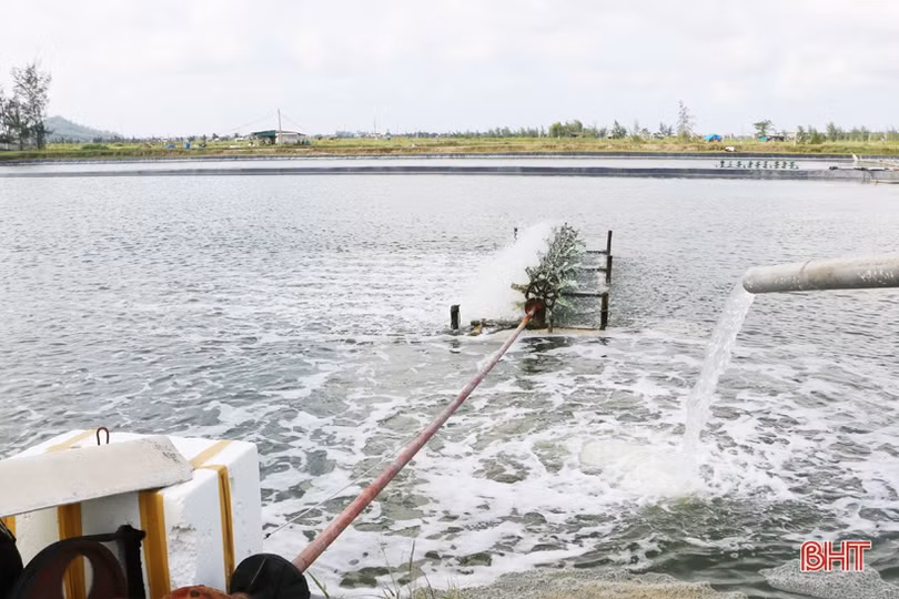 Gần 90 tấn ốc hương của nông dân xứ Cồn Vạn “bí” đầu ra