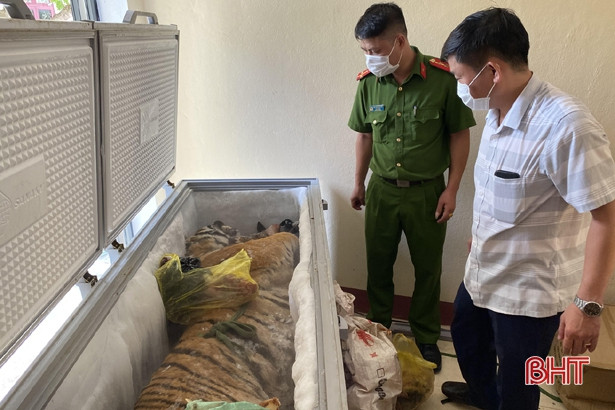 Cảnh sát Môi trường Hà Tĩnh khởi tố vụ phát hiện cá thể hổ đông lạnh trong nhà dân