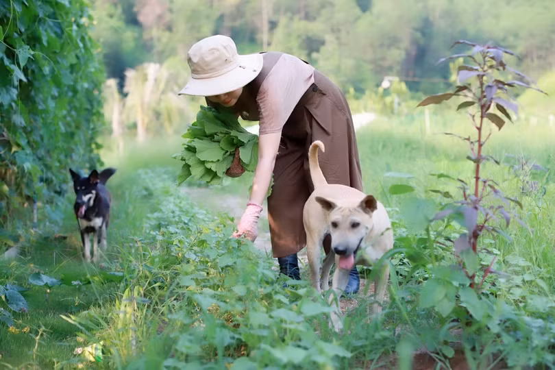 Cặp vợ chồng bỏ phố về quê, mở trang trại 1 ha