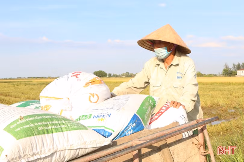 Được mùa lúa hè thu và câu chuyện tiêu thụ nông sản ở Hà Tĩnh