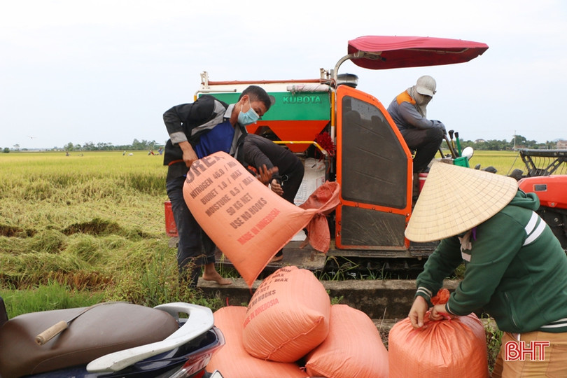 Hà Tĩnh hoàn thành thu hoạch 93,1% diện tích lúa hè thu