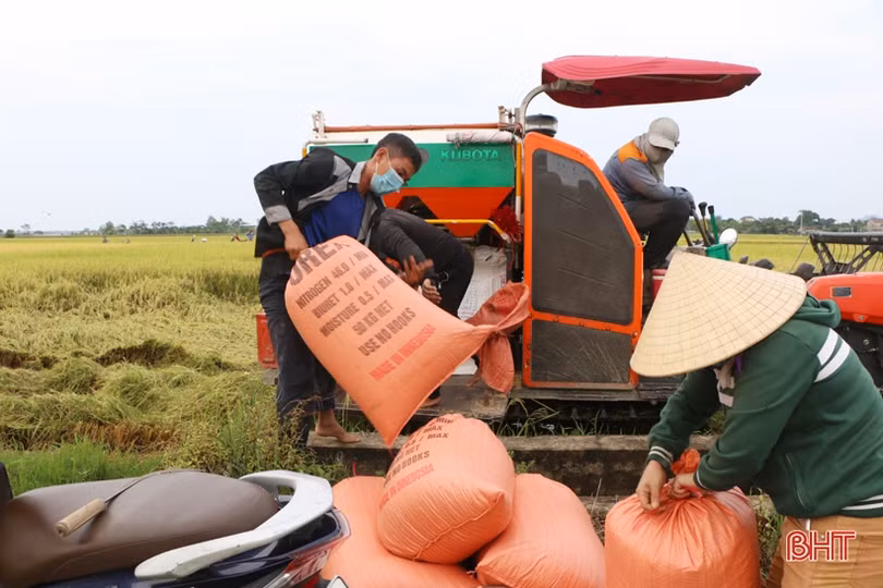 Hà Tĩnh hoàn thành thu hoạch 93,1% diện tích lúa hè thu