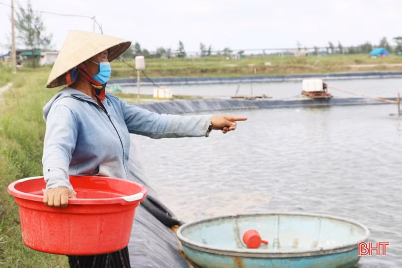 Gần 90 tấn ốc hương của nông dân xứ Cồn Vạn “bí” đầu ra