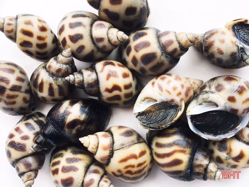 Gần 90 tấn ốc hương của nông dân xứ Cồn Vạn “bí” đầu ra