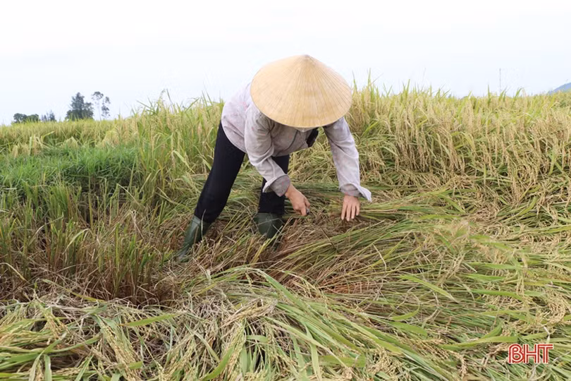 Được mùa lúa hè thu và câu chuyện tiêu thụ nông sản ở Hà Tĩnh
