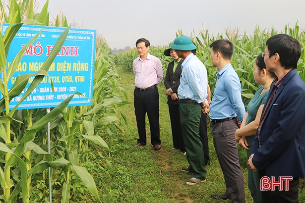 Công nhận nhãn hiệu tập thể đối với chè Hồng Lộc