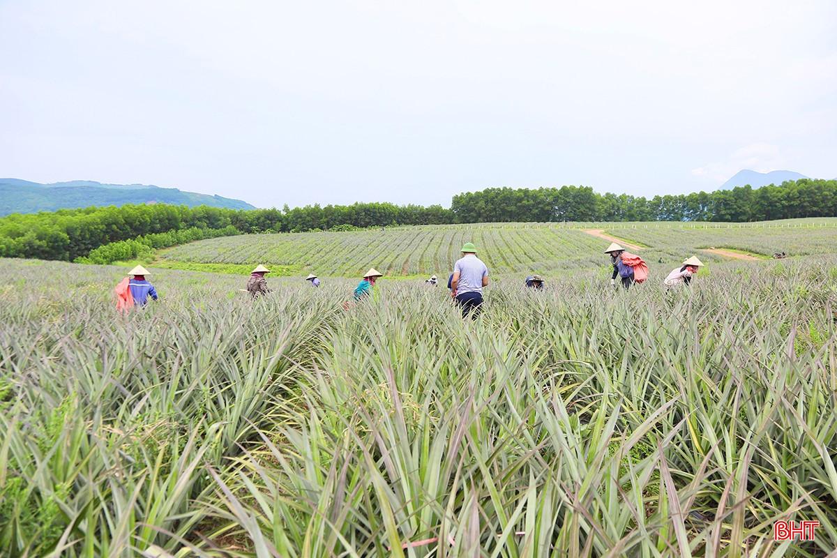 パイナップルの木は通常、植え付け後14~16か月で最初の収穫を迎え、2回目の収穫は約10か月後に行われます。2回目の収穫後、農家は生産性と品質を確保するために、木を撤去し、新しい木を植え直します。 bqbht_br_p6.jpg