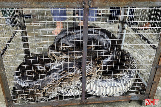 Bàn giao cá thể trăn đất “khủng” cho Vườn Quốc gia Vũ Quang