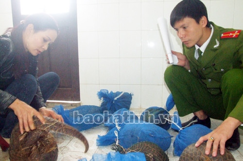 Bắt kiều nữ vận chuyển 38 kg tê tê đi tiêu thụ ảnh 1