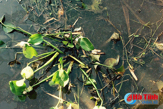 can lam ro nguyen nhan ca chet bat thuong tren song quen