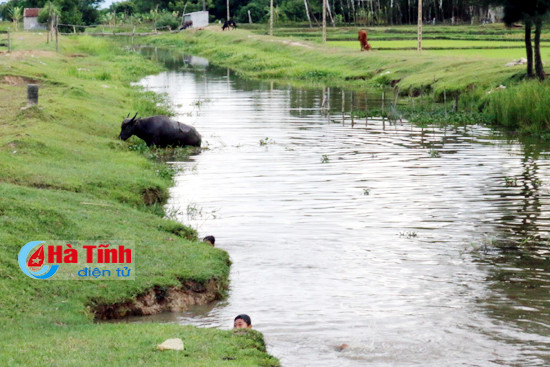 di chan trau 2 ba chau chet duoi thuong tam