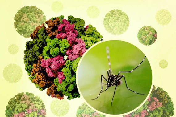 Bộ Y tế nói gì về nguy cơ dịch bệnh Chikungunya xâm nhập vào Việt Nam?