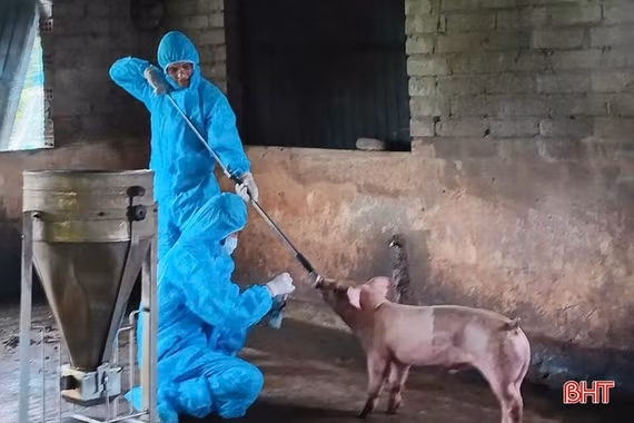 Hà Tĩnh chủ động phòng chống dịch tả lợn châu Phi