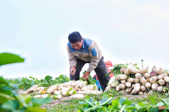 Người dân xã Đồng Tiến vào vụ thu hoạch củ cải trắng