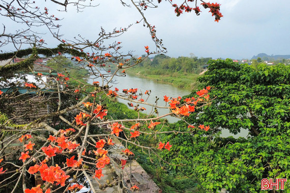 Chiêm ngưỡng cây hoa gạo cổ thụ bung nở bên dòng Ngàn Phố