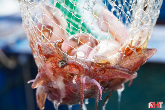 Mực nhảy Vũng Áng "đến hẹn lại lên"