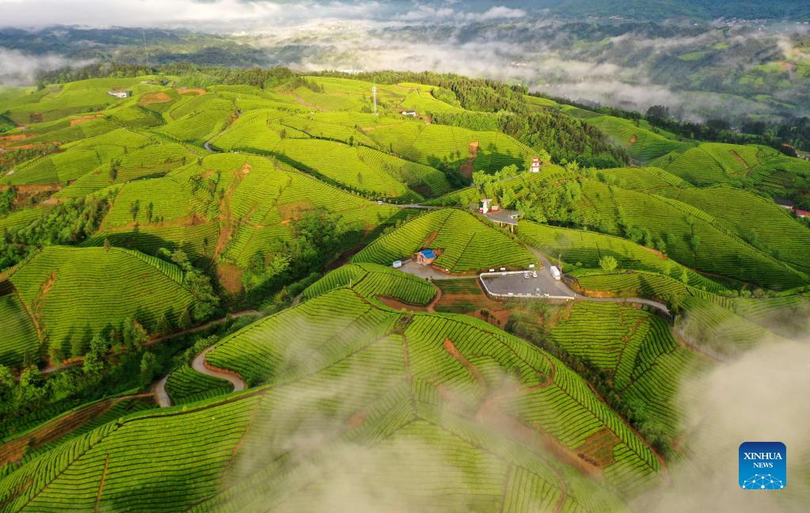 Chiêm ngưỡng vẻ đẹp tựa chốn bồng lai của đồi chè ở Trung Quốc