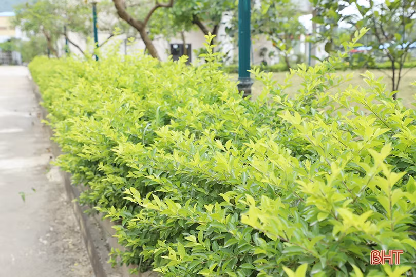 Sắc xanh trong nhà máy nhiệt điện lớn nhất miền Trung