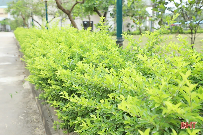 Sắc xanh trong nhà máy nhiệt điện lớn nhất miền Trung