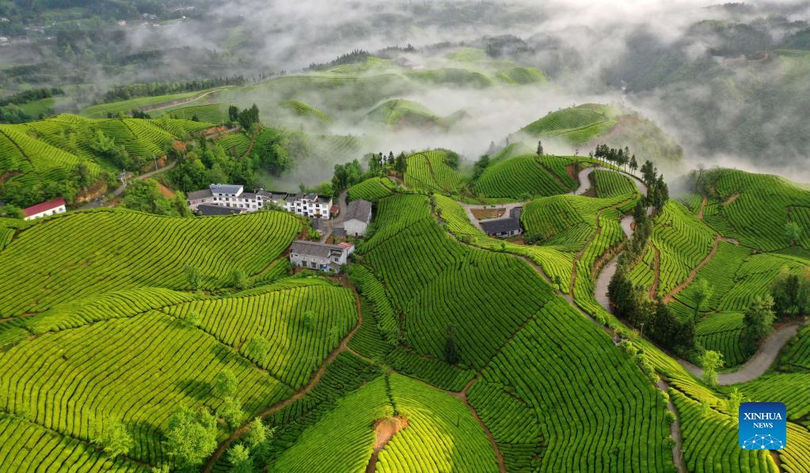 Chiêm ngưỡng vẻ đẹp tựa chốn bồng lai của đồi chè ở Trung Quốc