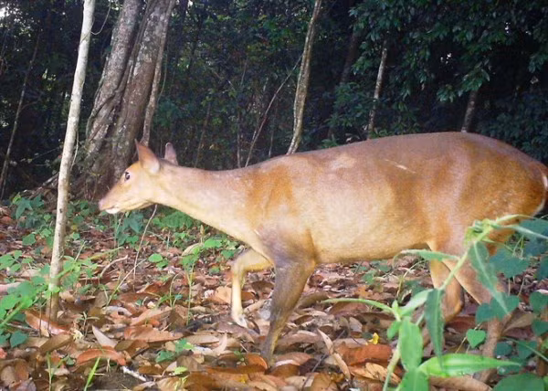Bạn biết gì về loài thú quý hiếm được chọn làm linh vật của SEA Games 31?